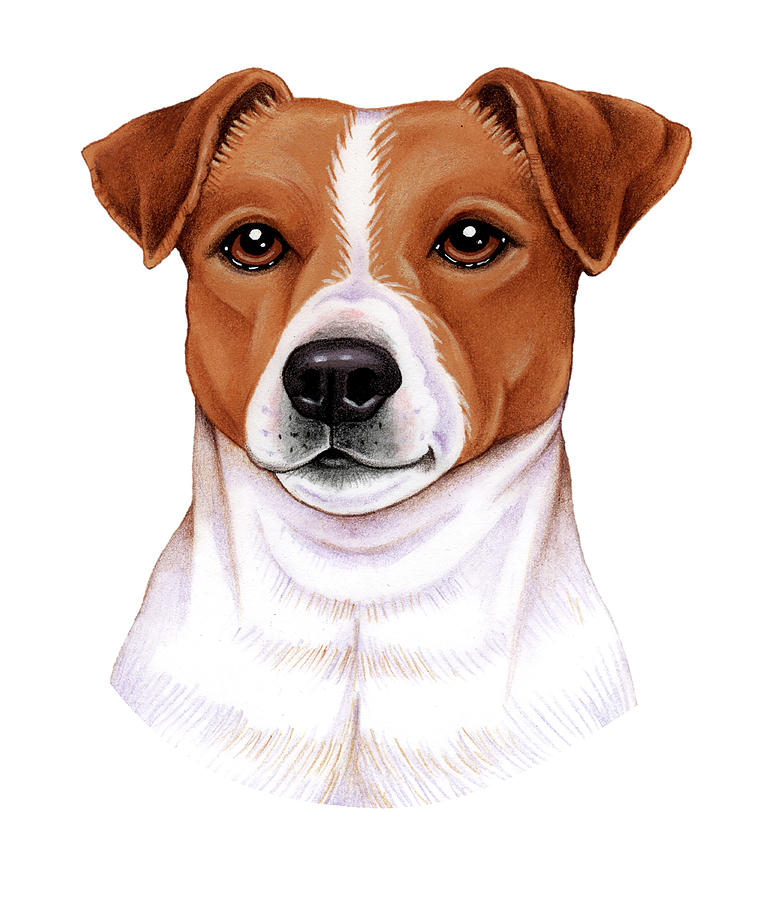 Jack Russell Mixed Media by Tomoyo Pitcher - Fine Art America