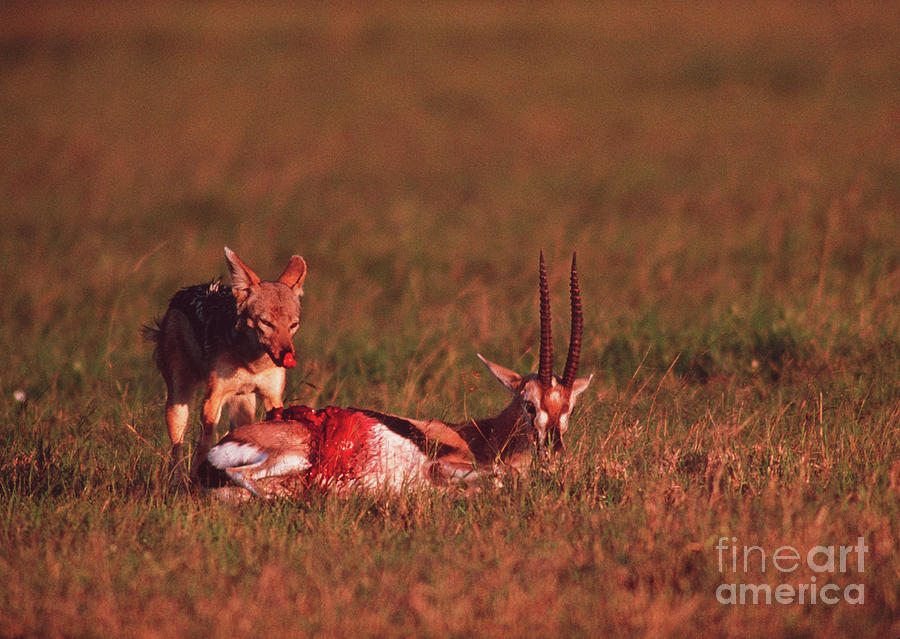 Jackal Eating Gazelle Photograph by John Reader/science Photo Library ...