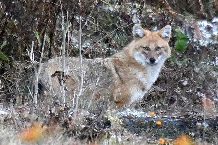 Jackal in the Indian Jungle - Himalayas by Kim Bemis Jackal in the Indian Jungle - Himalayas by Kim Bemis