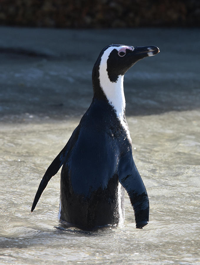 Jackass Penguin Photograph by Ben Foster