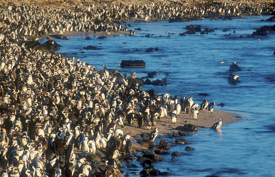 Penguin Photograph - Jackass Penguin Colont. Robben Island by Roger De La Harpe