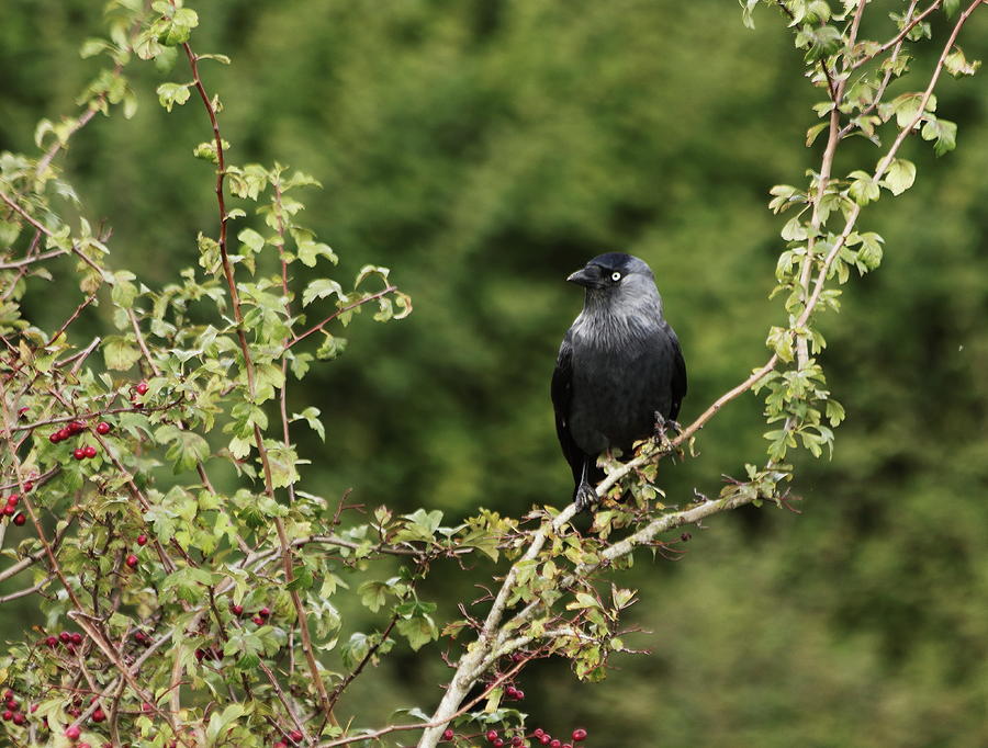 Jackdaw In A Hawthorn Bush Photograph by Jeff Townsend