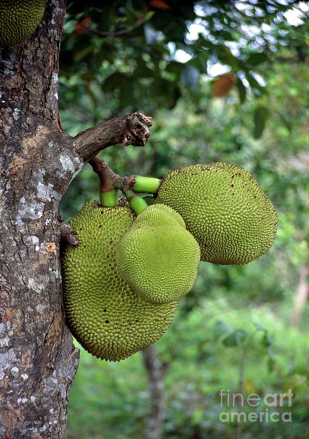 Jackfruits Photograph by Chris Hellier/science Photo Library