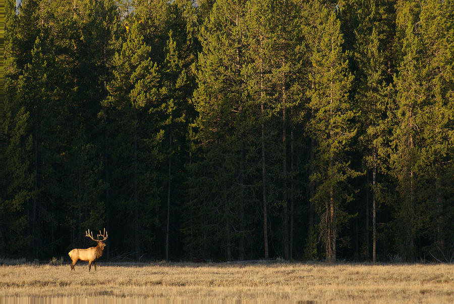 Jackson Bull Elk Photograph by Ed Broberg