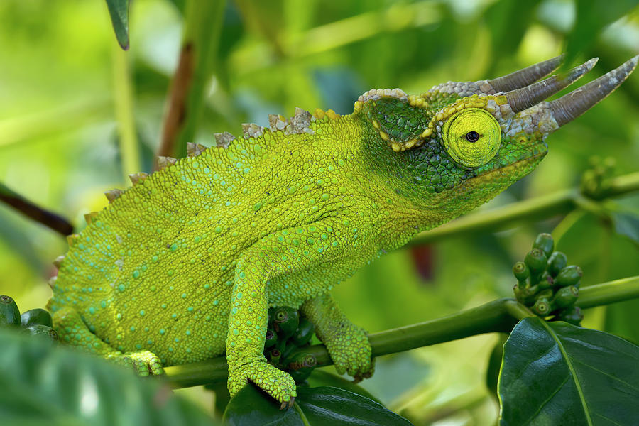Jackson Chameleon Trioceros Jacksonii Photograph by Philip Rosenberg / Design Pics