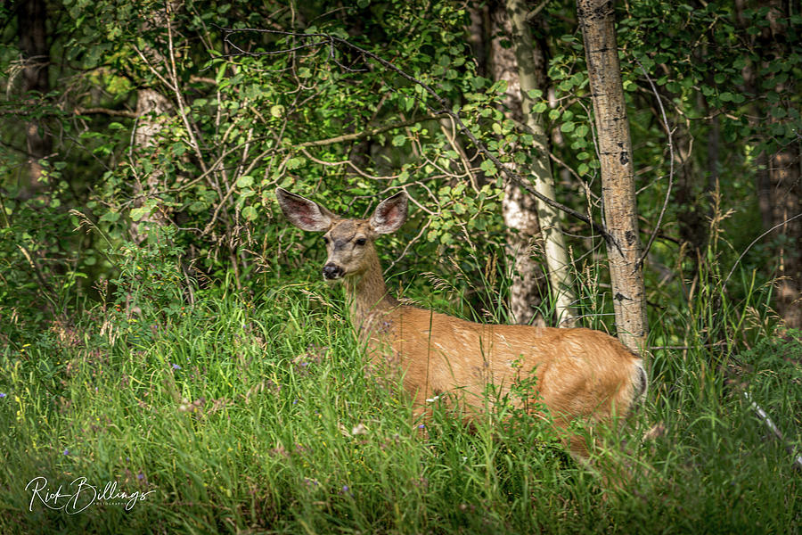 Animal Photograph - Jackson Hole Deer No 1074 by Rick Billings