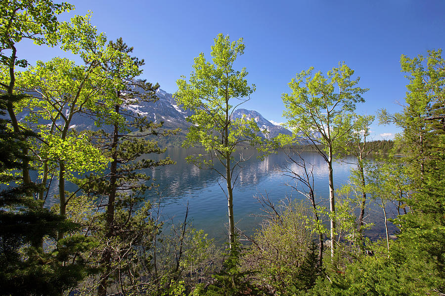 Jackson Lake by Sue Collura Jackson Lake by Sue Collura