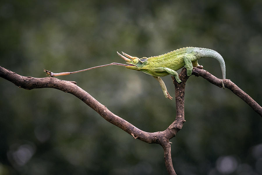 Jacksons Chameleon Photograph by Suswatiningsih
