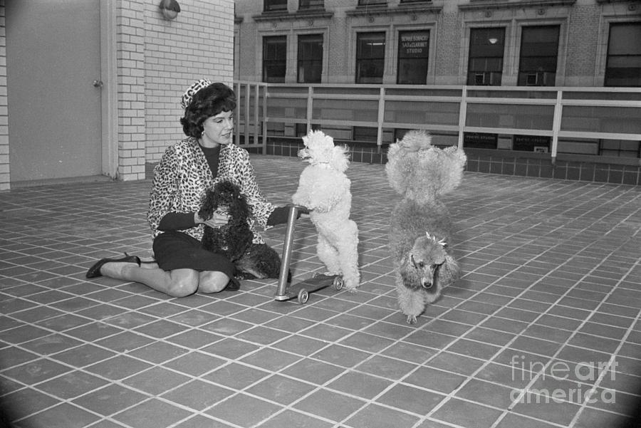 Jacqueline Susann And Her Poodles Photograph by Bettmann
