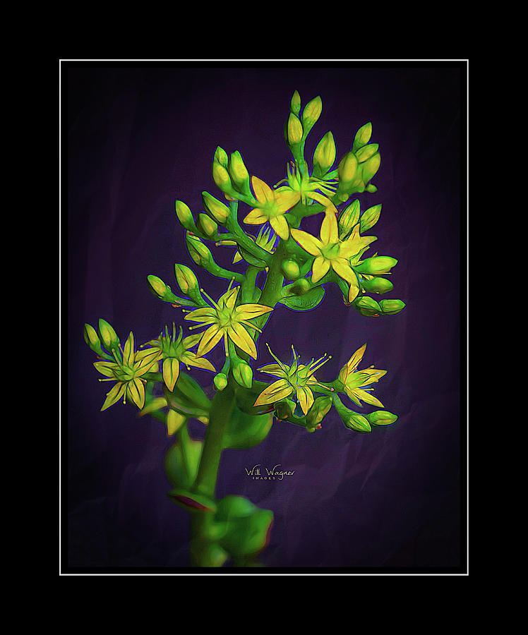 Jade Flower Photograph by Will Wagner