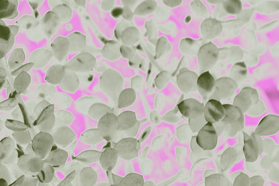 Jade Leaves with Pink Background Photograph by Amy Sorvillo