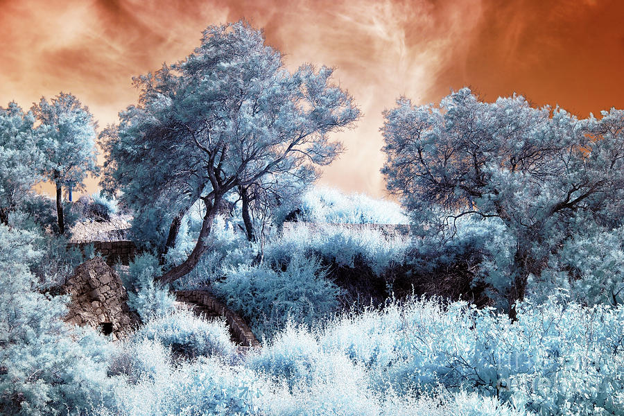 Jaffa Blues Infrared in Israel Photograph by John Rizzuto