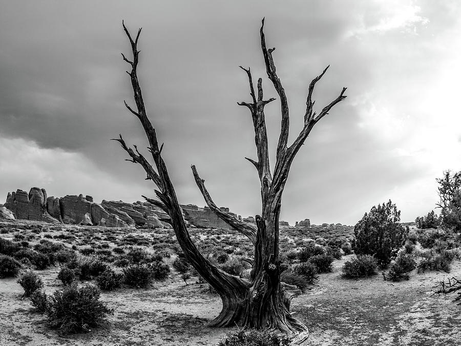 Jagged Tree at Arches National Park BW Photograph 