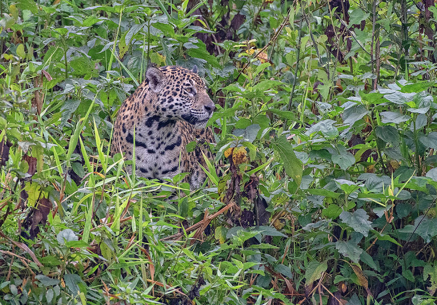 Jaguar 0389 Photograph by Wade Aiken