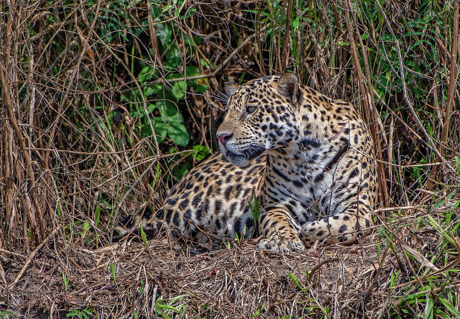 Jaguar 0397 Photograph by Wade Aiken