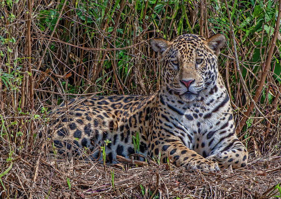 Jaguar 0398 Photograph by Wade Aiken