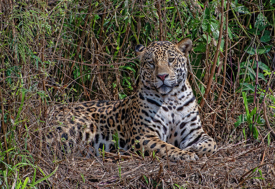 Jaguar 408 Photograph by Wade Aiken
