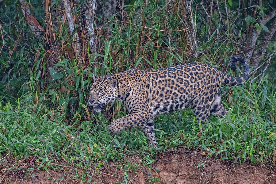 Jaguar 458 Photograph by Wade Aiken