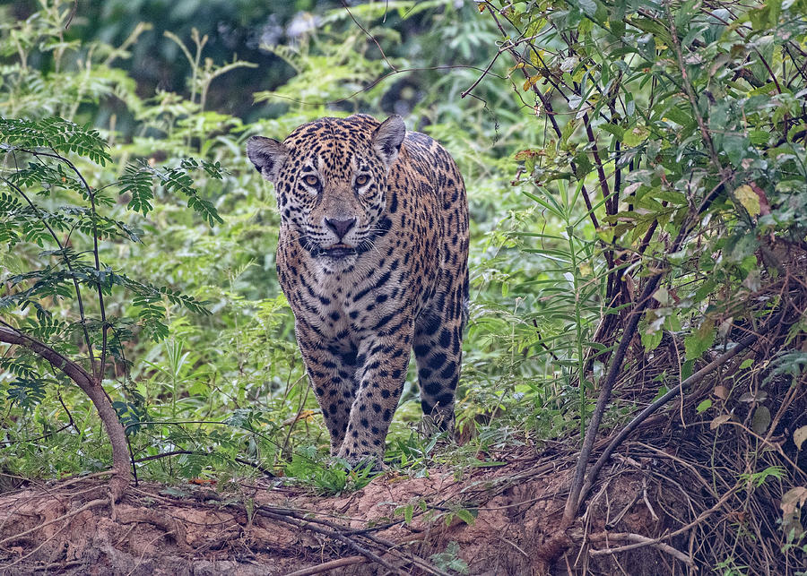 Jaguar 487 Photograph by Wade Aiken