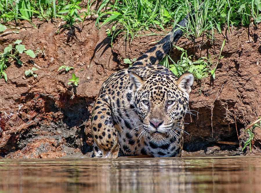 Jaguar 511 Photograph by Wade Aiken