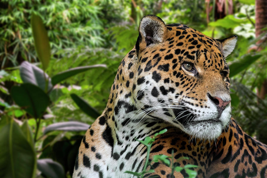 Jaguar Photograph by Arterra Picture Library