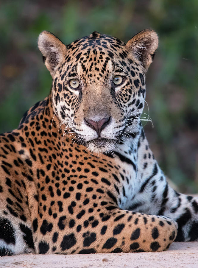 Jaguar at Dusk Photograph by Max Waugh