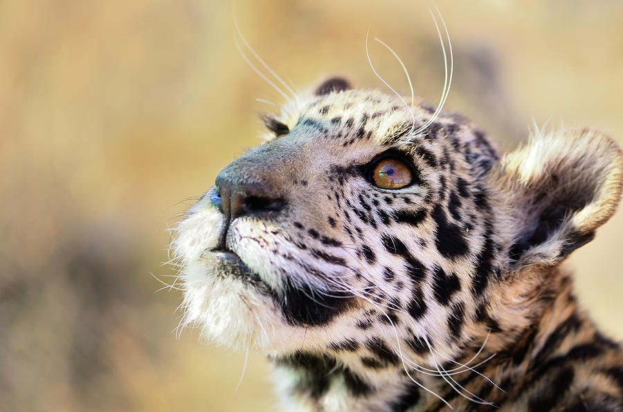 Jaguar Cub Portrait Photograph by Photo By Martin Heigan.