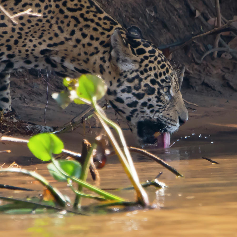 Jaguar Drinking Photograph by Patrick Nowotny