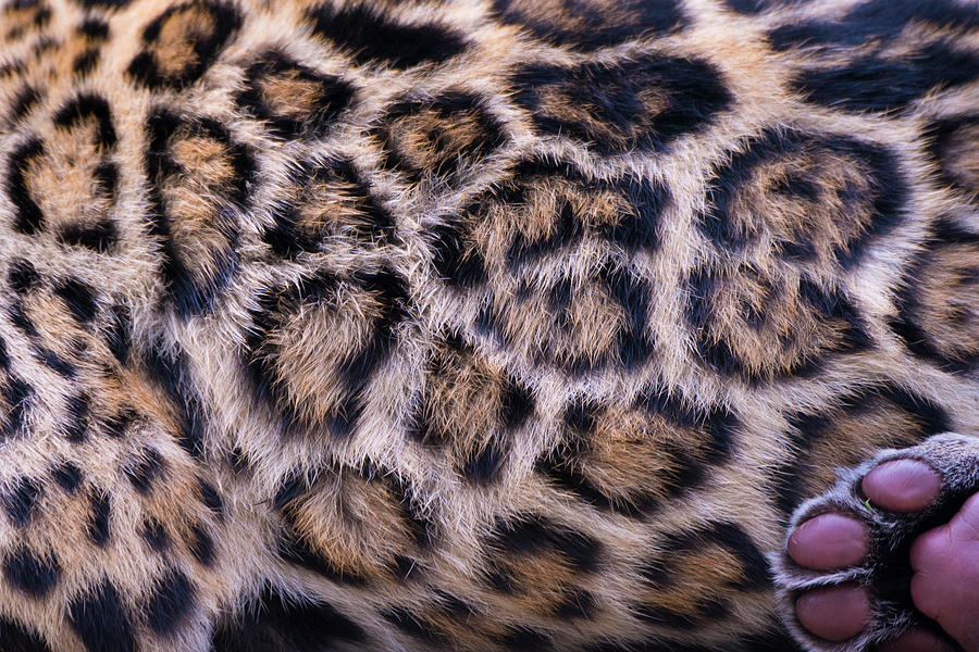 Canvas print Jaguar Fur Pattern