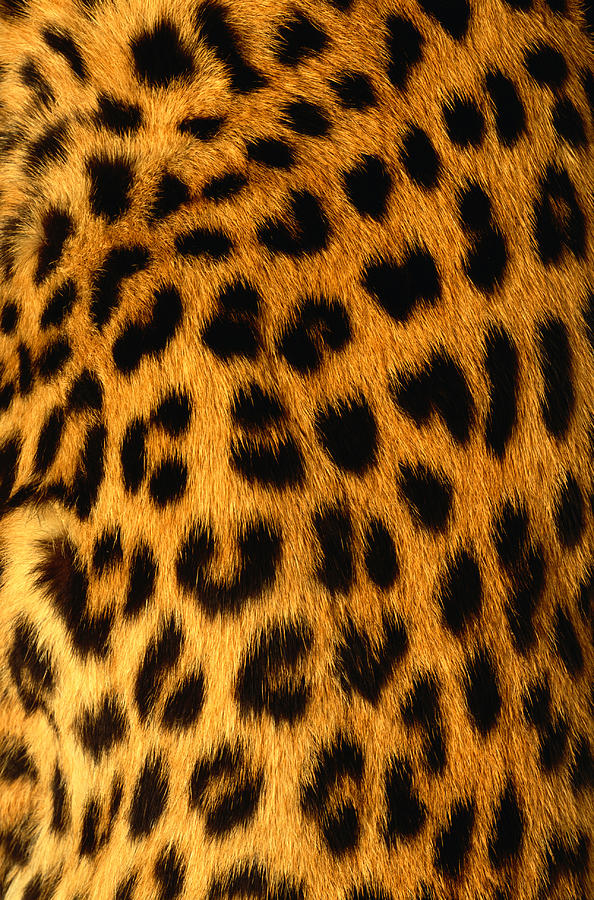 Jaguar Fur Photograph by Siede Preis