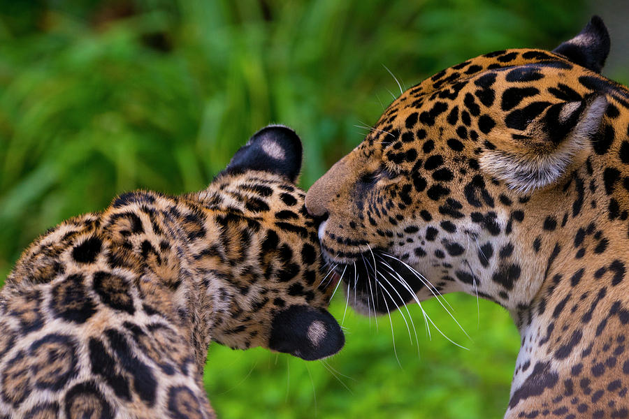 Jaguar Grooming Cub, Native To Southern/ Central America, Captive ...