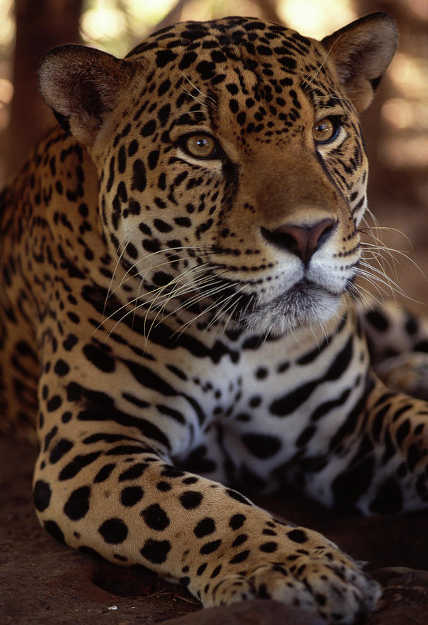 Jaguar  Head Detail  Panthera Onca Photograph by Nhpa