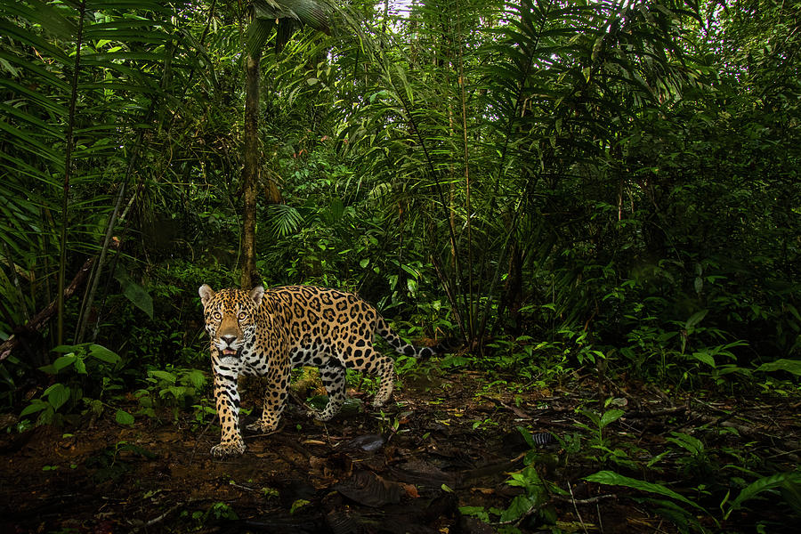Jaguar In Mamoni Valey Photograph by Sebastian Kennerknecht