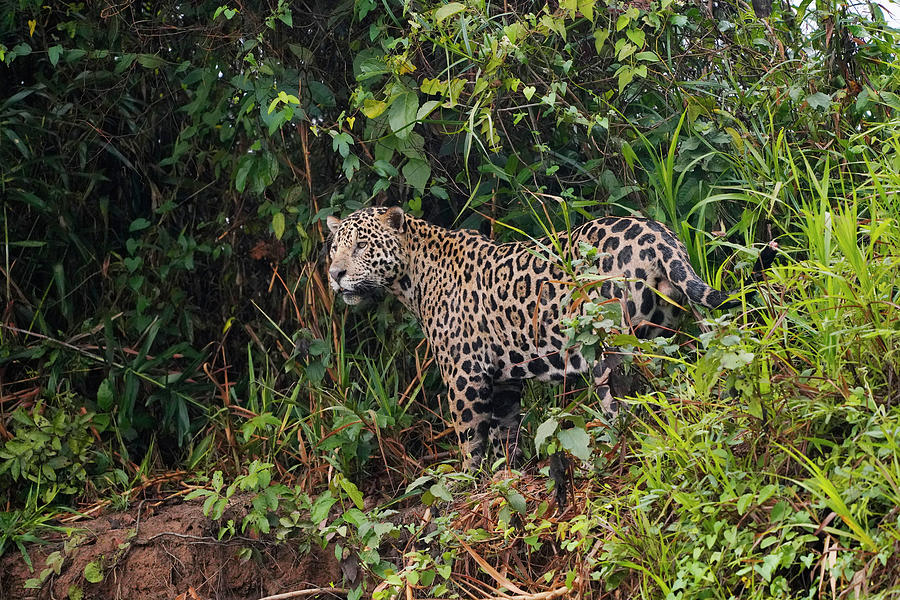 Jaguar In The Pantanal Photograph by Hiroya Minakuchi