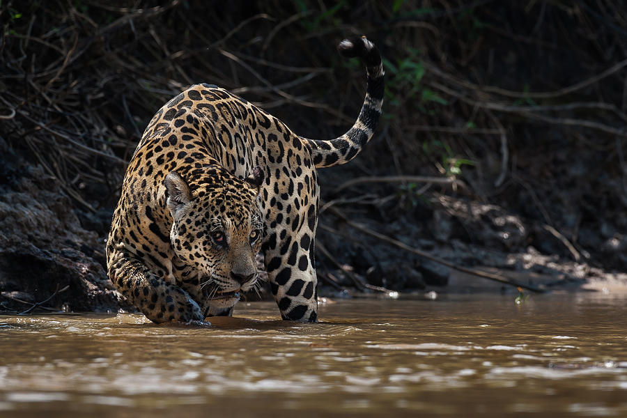 Wildlife Photograph - Jaguar King Of Pantanal2 by Giorgio Disaro
