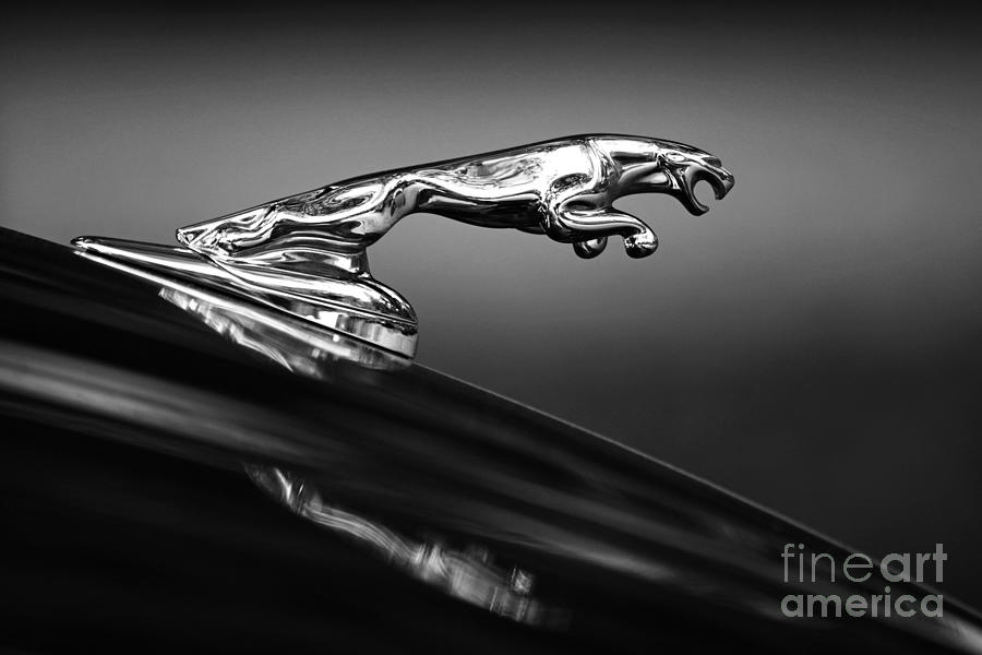 Jaguar Photograph by Lorenzo Cassina