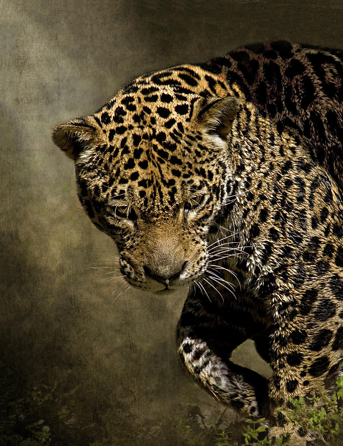 Jaguar On Prowl Hunting With Intent Gaze by Melinda Moore