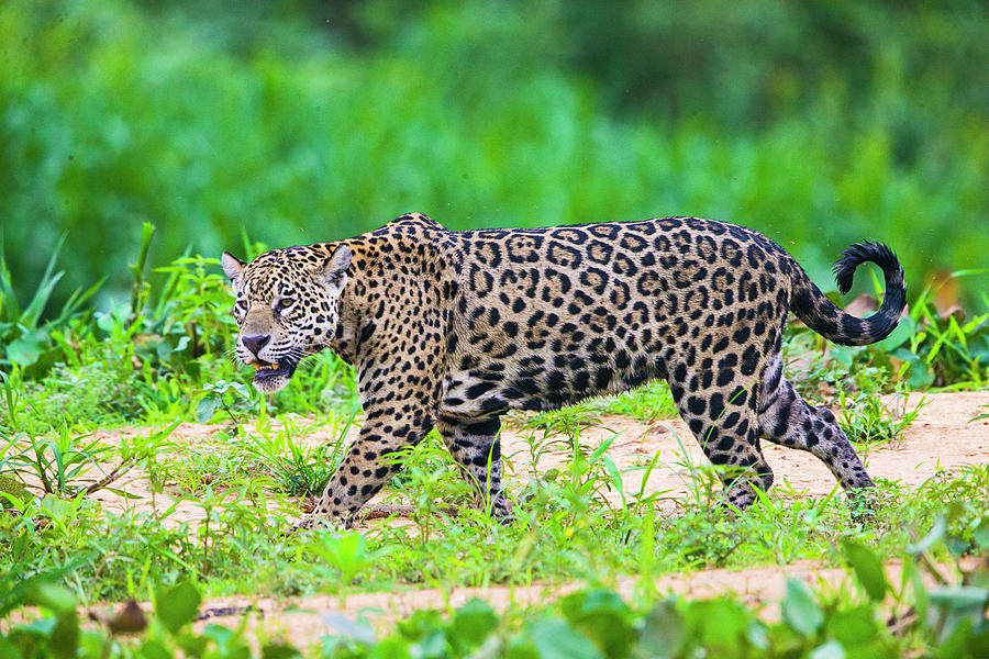 Jaguar Panthera Onca Profile View Photograph by Panoramic Images - Pixels