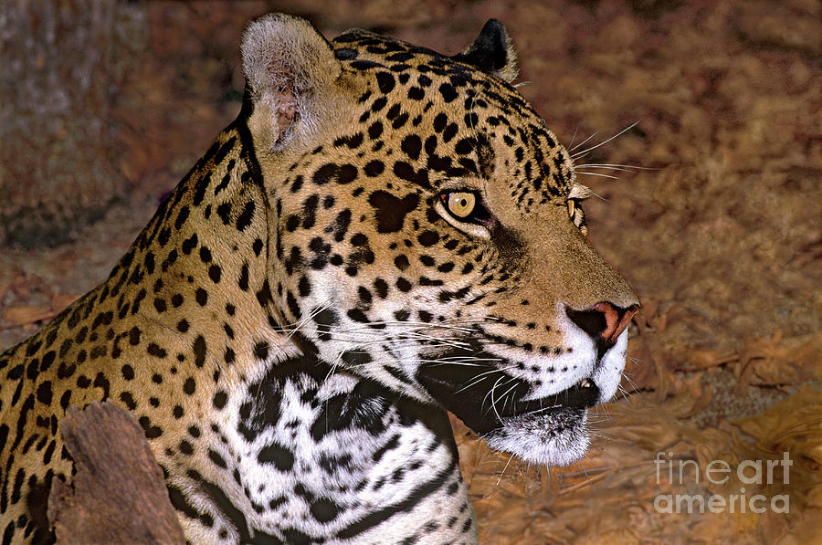 Jaguar Panthera Onca Wildlife Rescue Photograph by Dave Welling