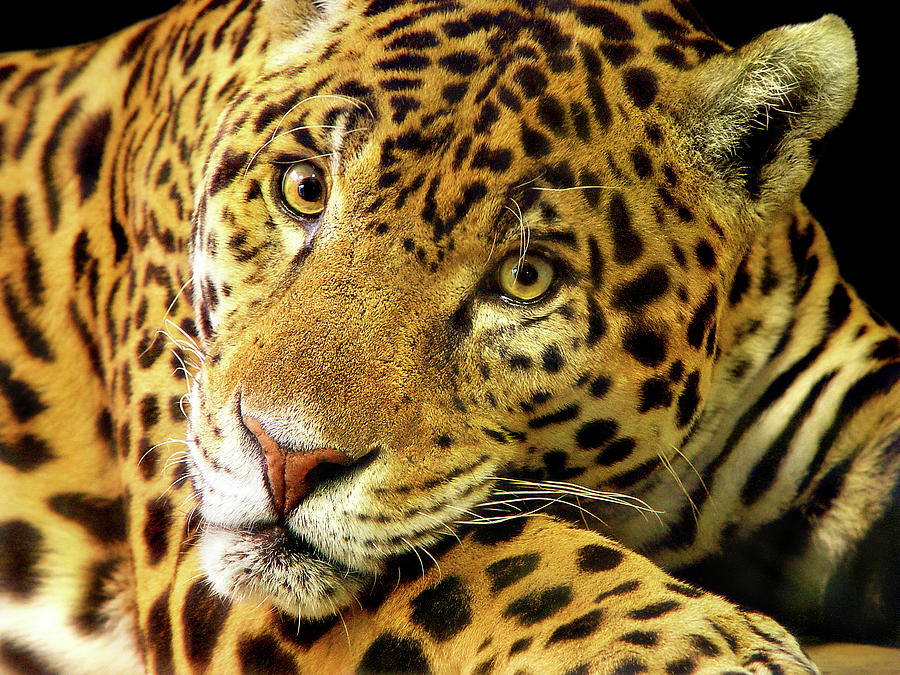 Jaguar Photograph by Picture By Tambako The Jaguar