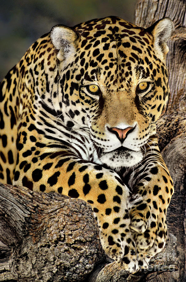 Jaguar Portrait Wildlife Rescue Photograph by Dave Welling