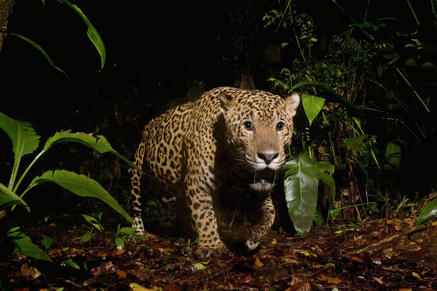 jaguar hunting at night