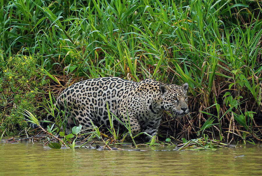 Jaguar Stalking On Riverbank Photograph by Hiroya Minakuchi | Fine Art ...