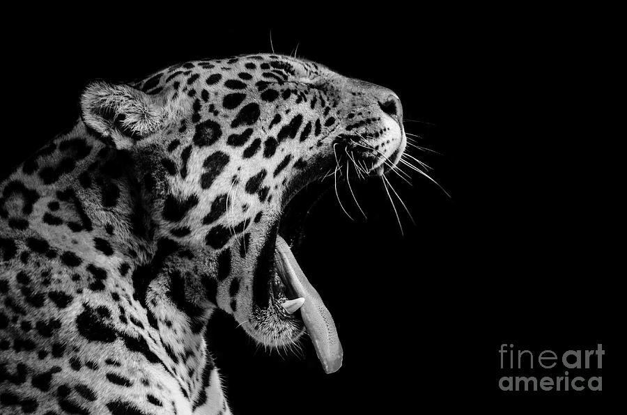 Jaguar Photograph by Stephen Bridson Photography