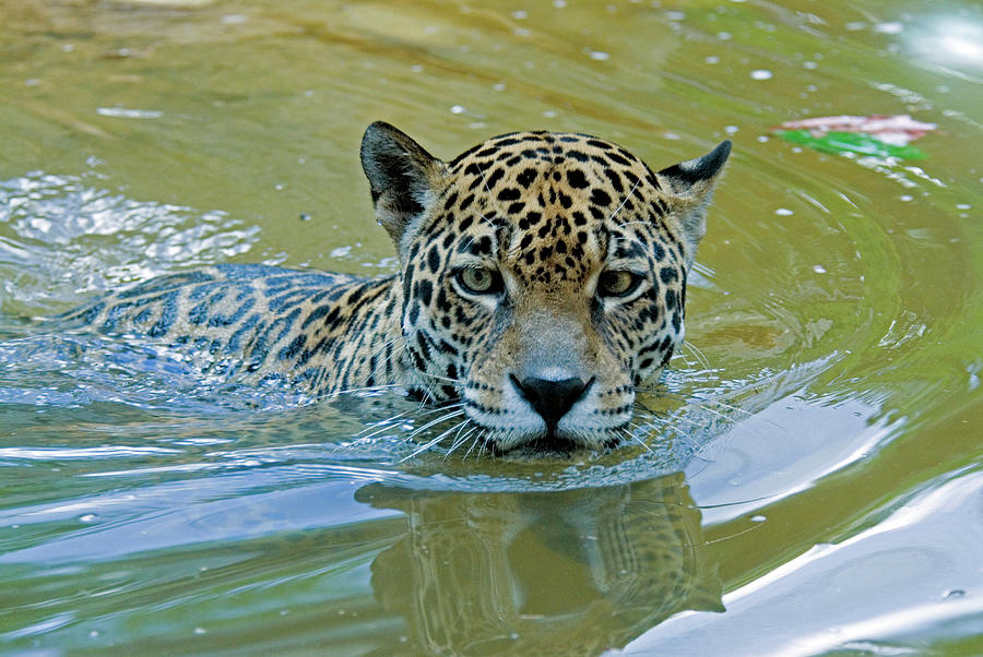 Jaguar Swimming Photograph by Mark Newman