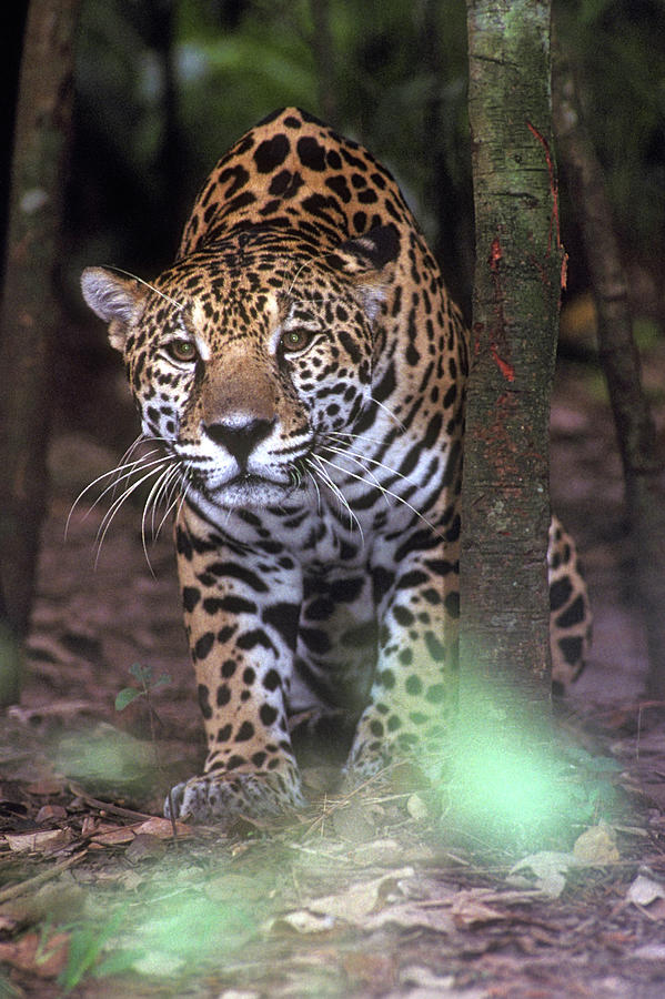 Jaguar Walking Through Jungle, Belize Photograph by James Gritz