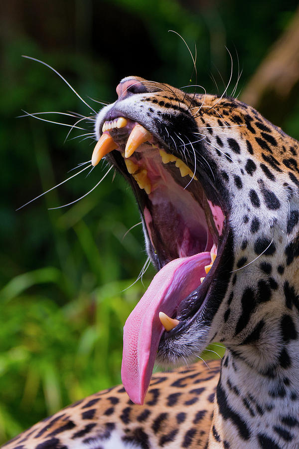 Jaguar Yawning, Native To Southern And Central America, Captive ...