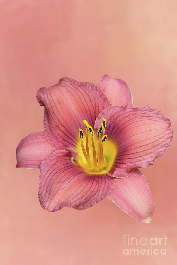 Jamaica Sunrise Daylily V2 by Judy Whitton Jamaica Sunrise Daylily V2 by Judy Whitton