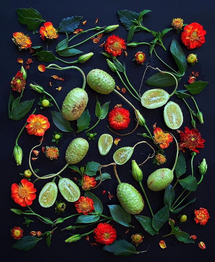 Jamaican Burr Cucumbers by Sarah Phillips Jamaican Burr Cucumbers by Sarah Phillips
