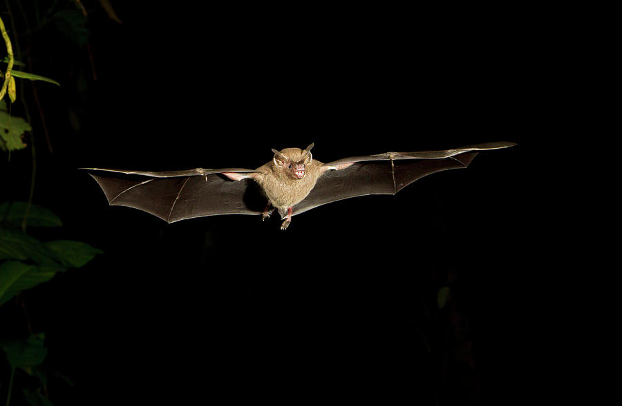 Jamaican Or Mexican Fruit Bat Photograph by Ivan Kuzmin